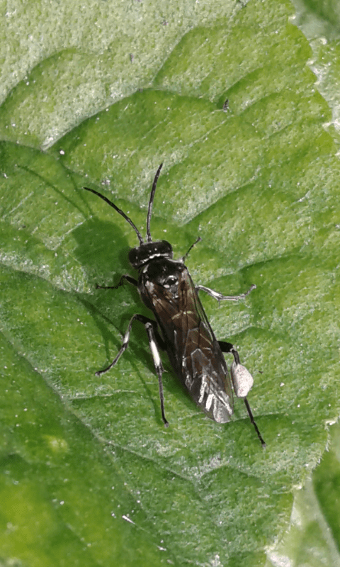 Tenthredo albofasciata?